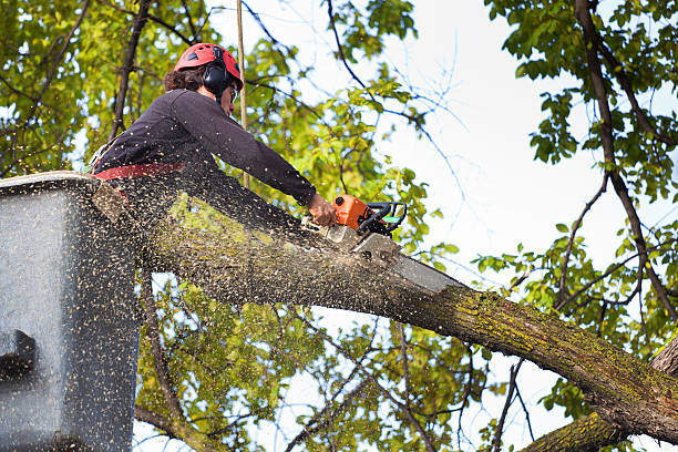 Reliable Monson Center, MA Tree Care Solutions